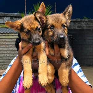 1-3 months Female Mixed Breed German Shepherd