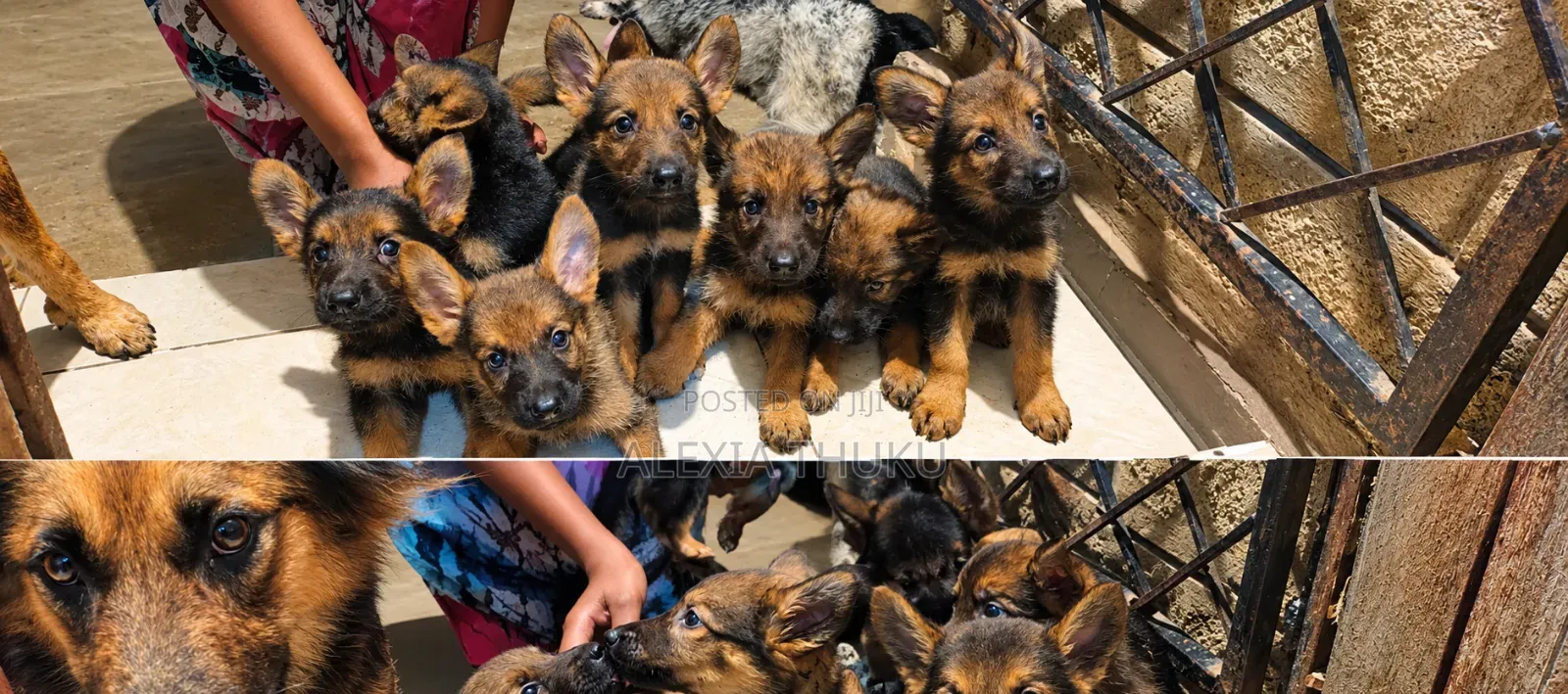 1-3 months Female Mixed Breed German Shepherd