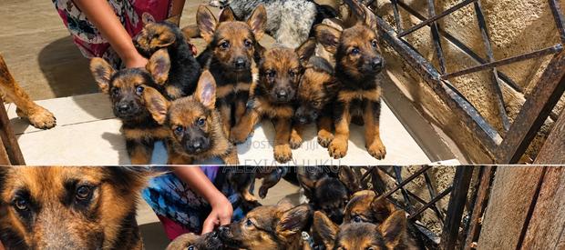 1-3 months Female Mixed Breed German Shepherd - thumbnail 3