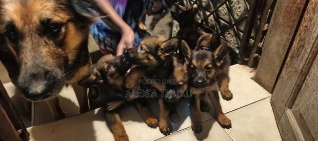 1-3 months Female Mixed Breed German Shepherd - thumbnail 4