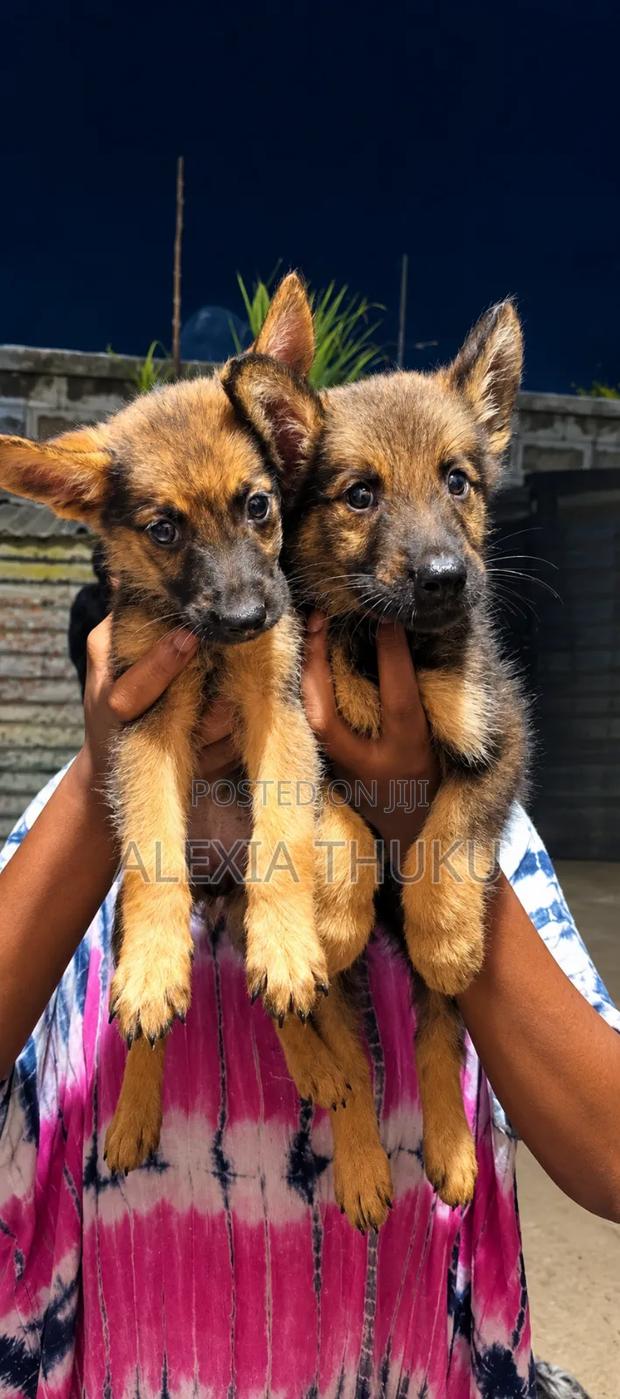 1-3 months Female Mixed Breed German Shepherd - thumbnail 5