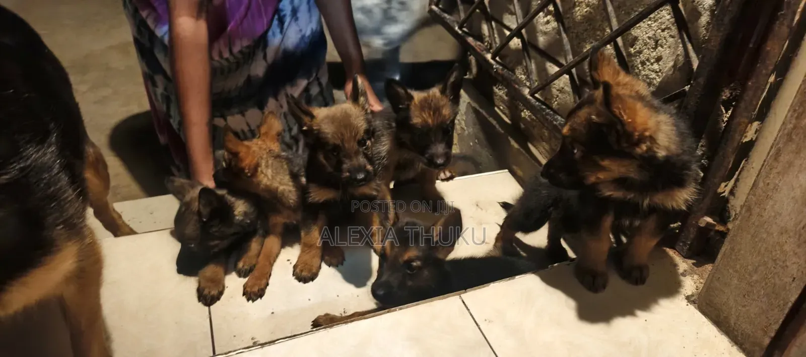 1-3 months Female Mixed Breed German Shepherd