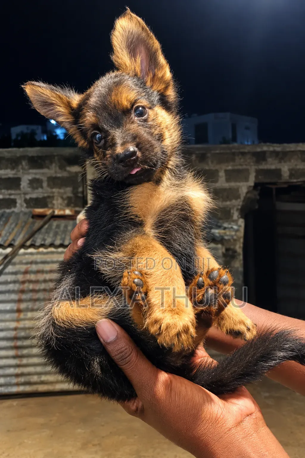 1-3 months Female Mixed Breed German Shepherd