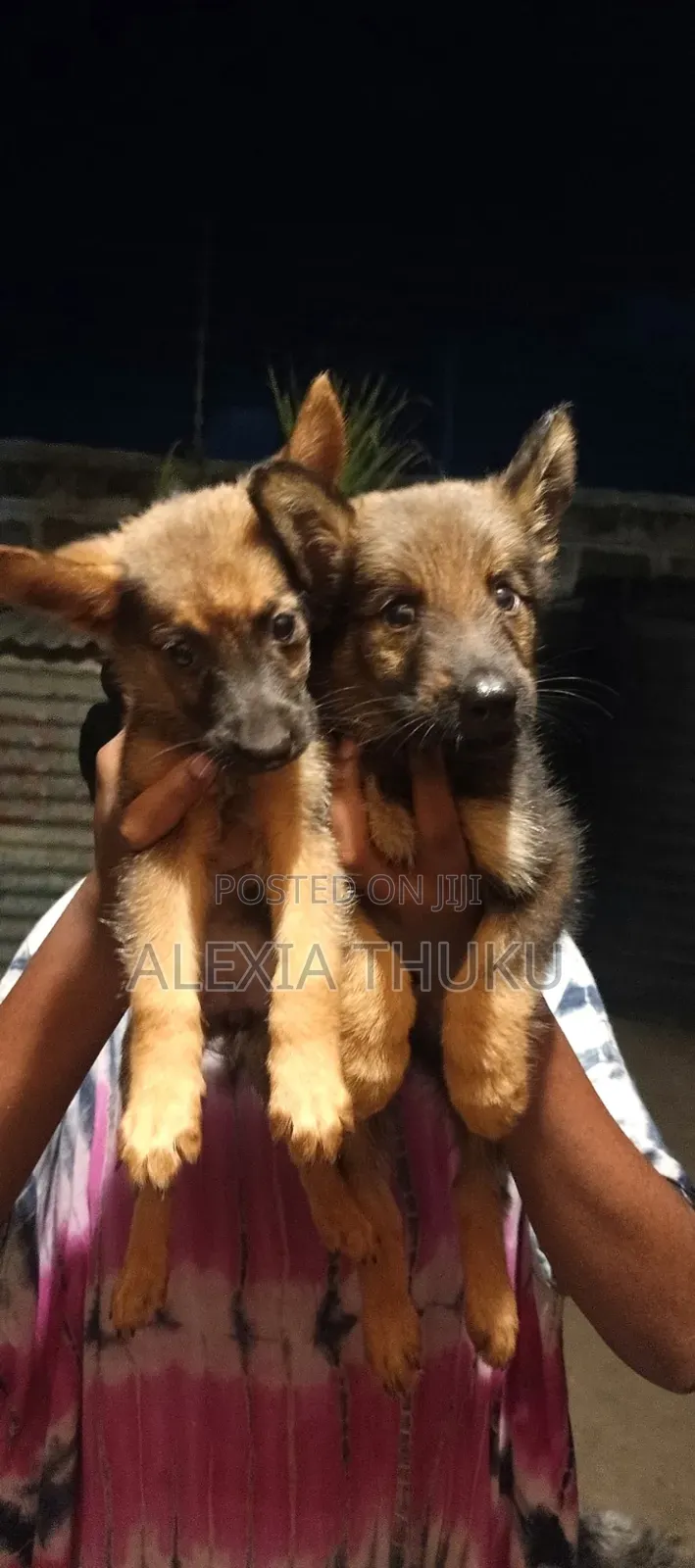 1-3 months Female Mixed Breed German Shepherd