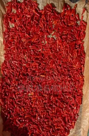 High Yielding African Birds Eye Seeds