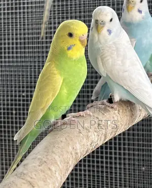 Budgies Pairs