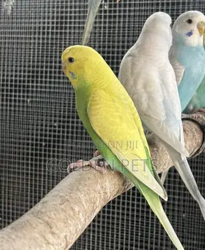 Healthy Budgies