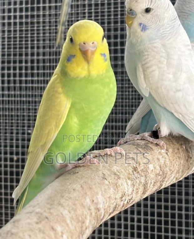 Baby Budgies Available - main view