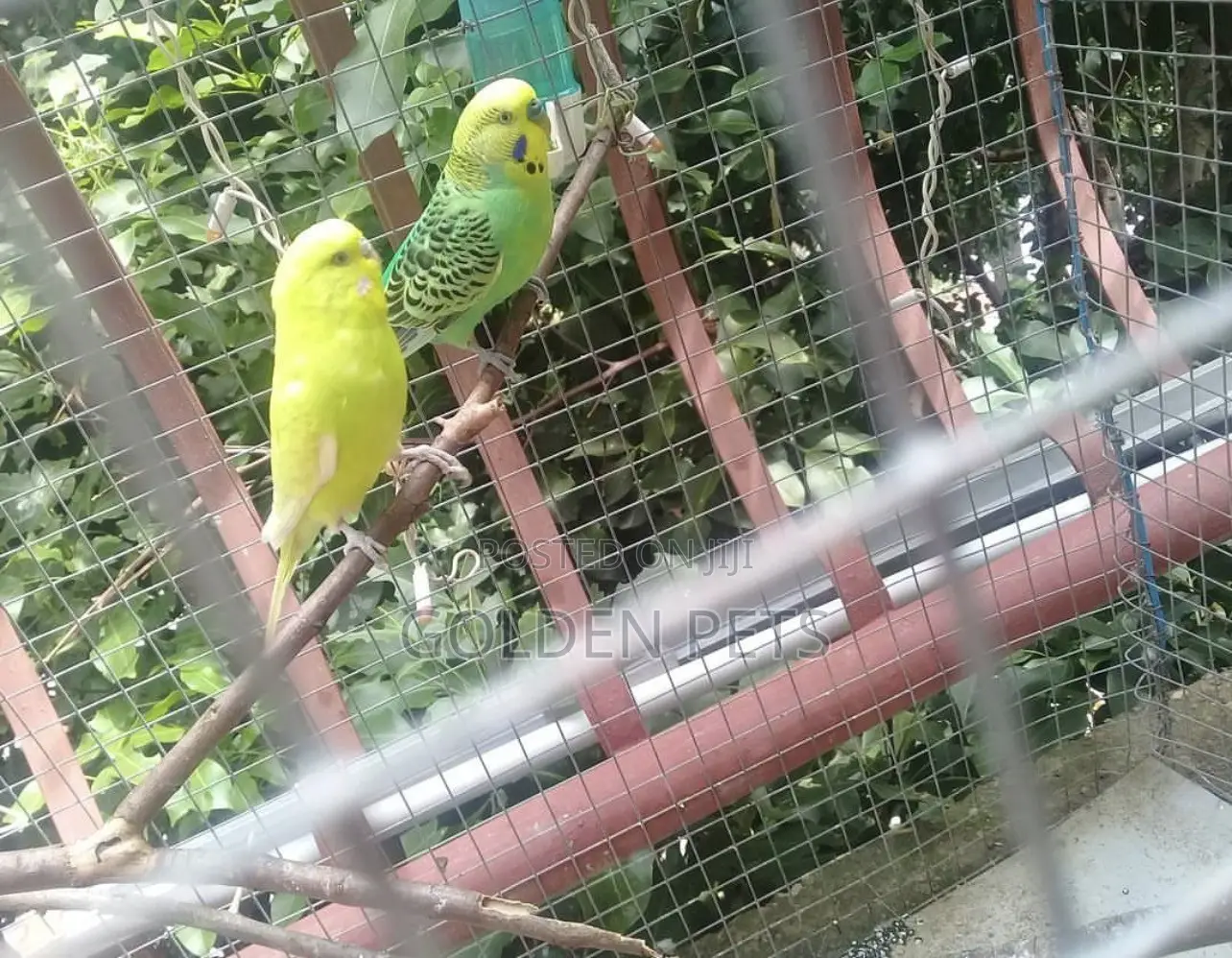 Colorful Budgies