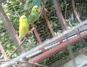 Colorful Budgies