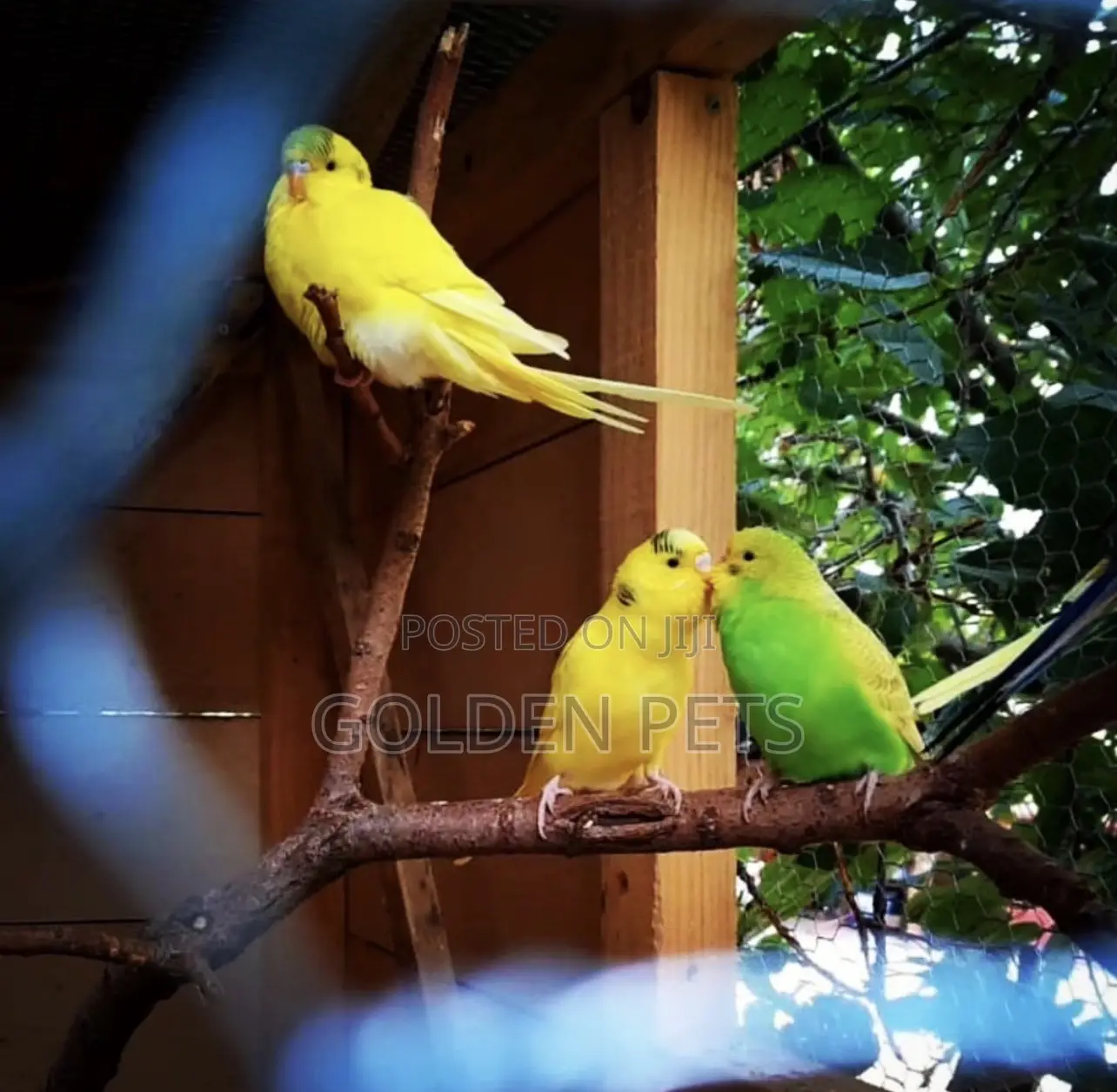 Budgies Healthy