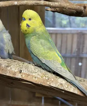 Male Budgies Available