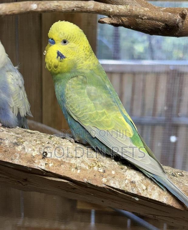 Male Budgies Available - main view