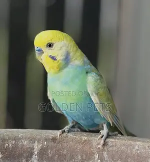 Adult Budgies
