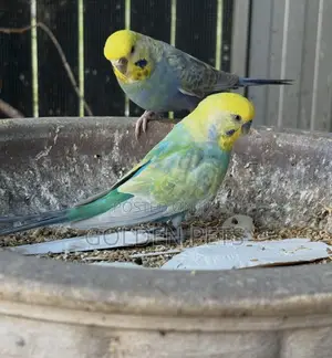 Semi Adult Budgies