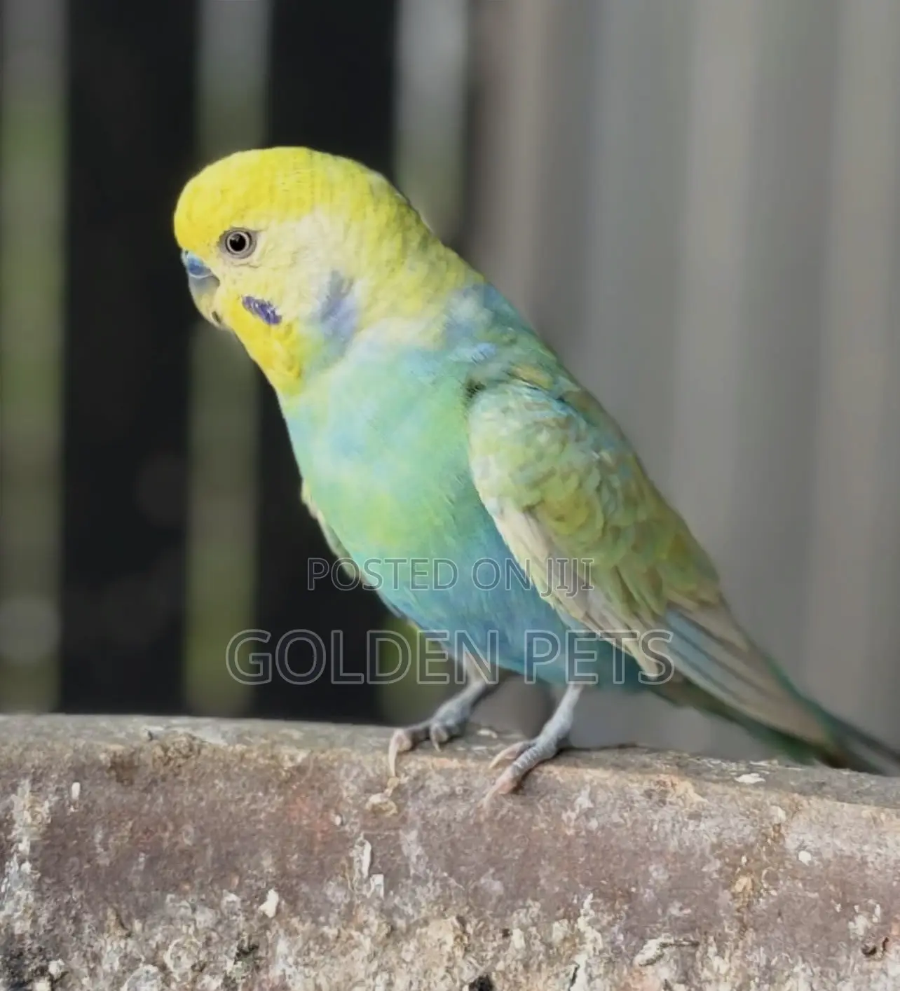 Colorful Budgie