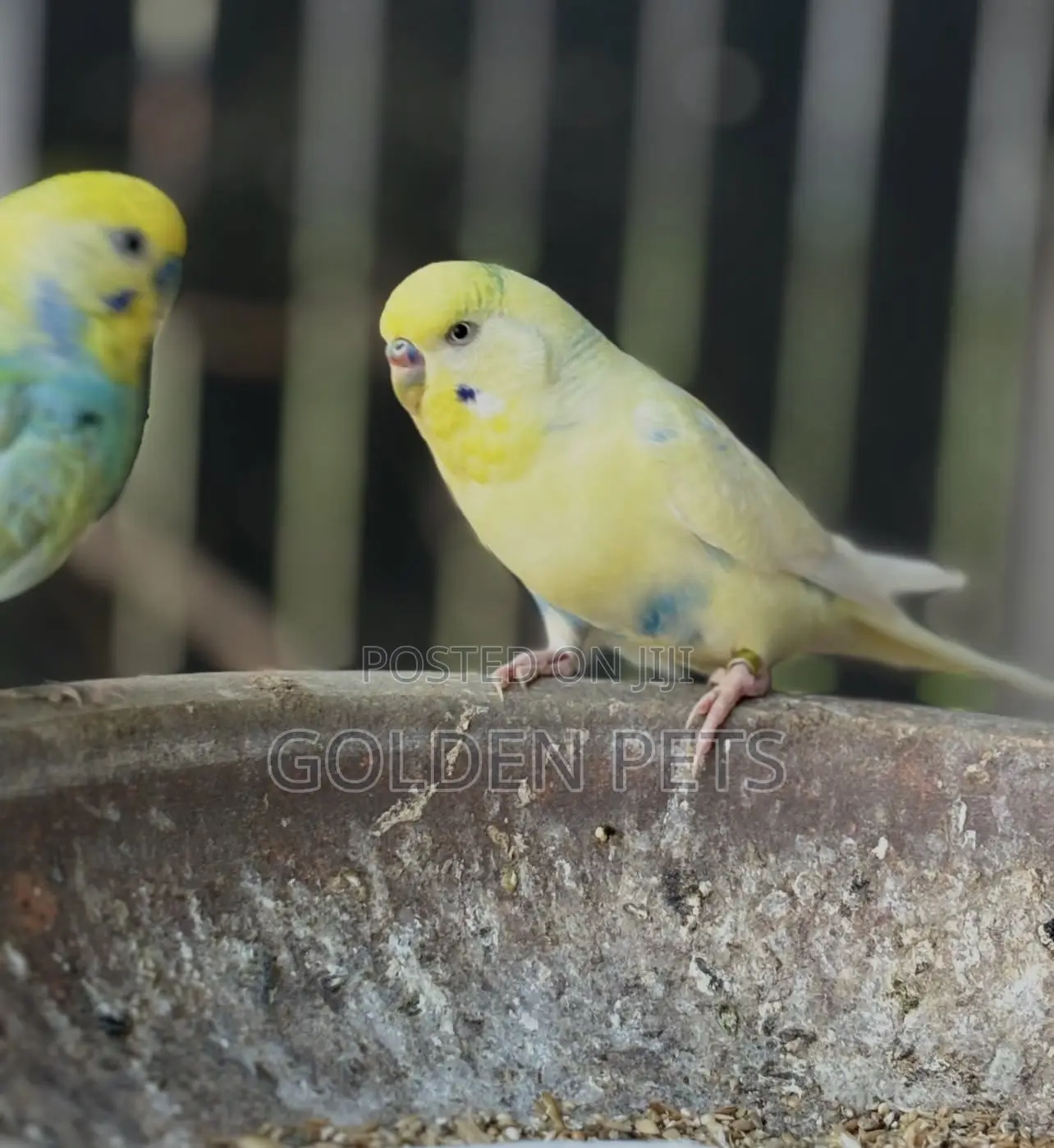 Colorful Budgies Available