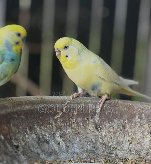Colorful Budgies Available - main view
