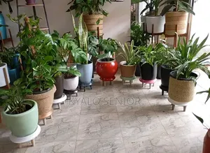 Seedling Available