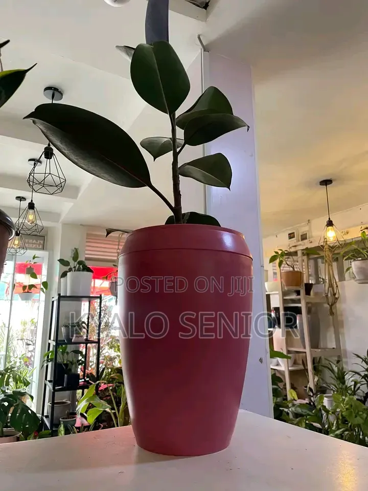 Seedling Available