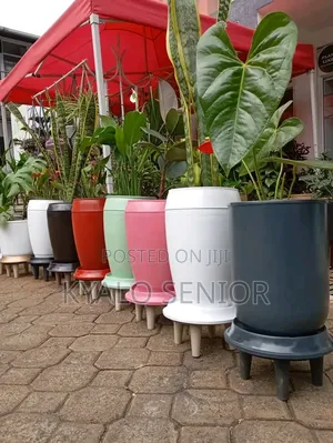 Seedling Available