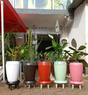Seedling Available