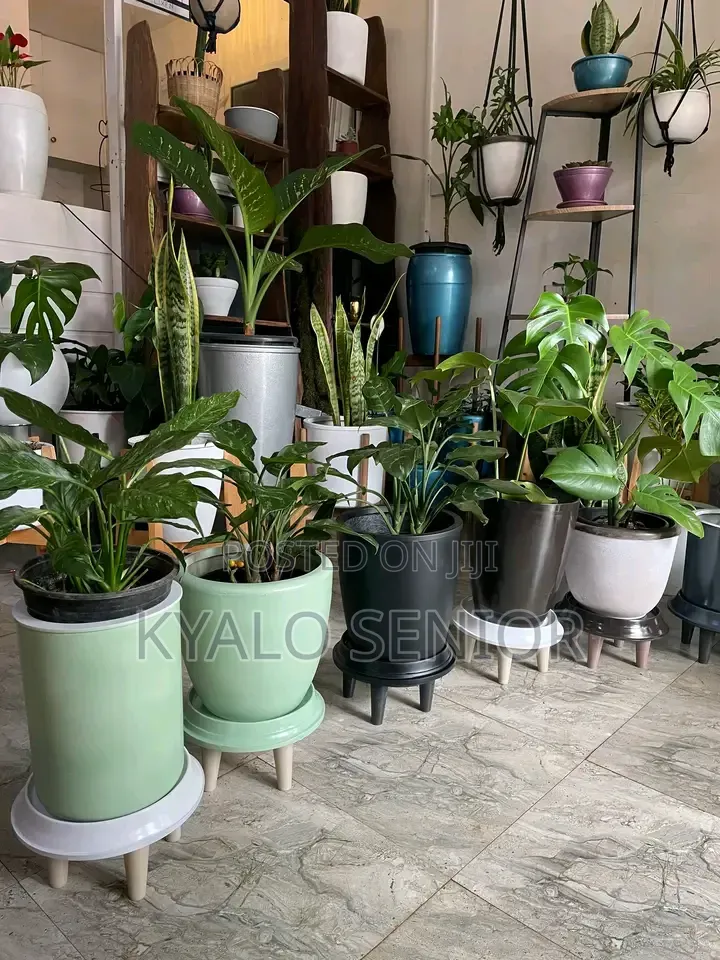 Seedling Available