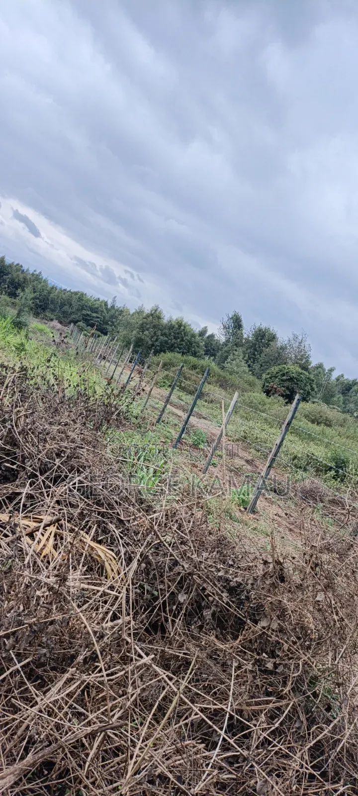 Kawangware Land
