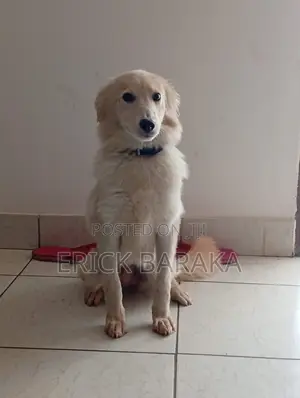 6-12 months Male Mixed Breed German Shepherd