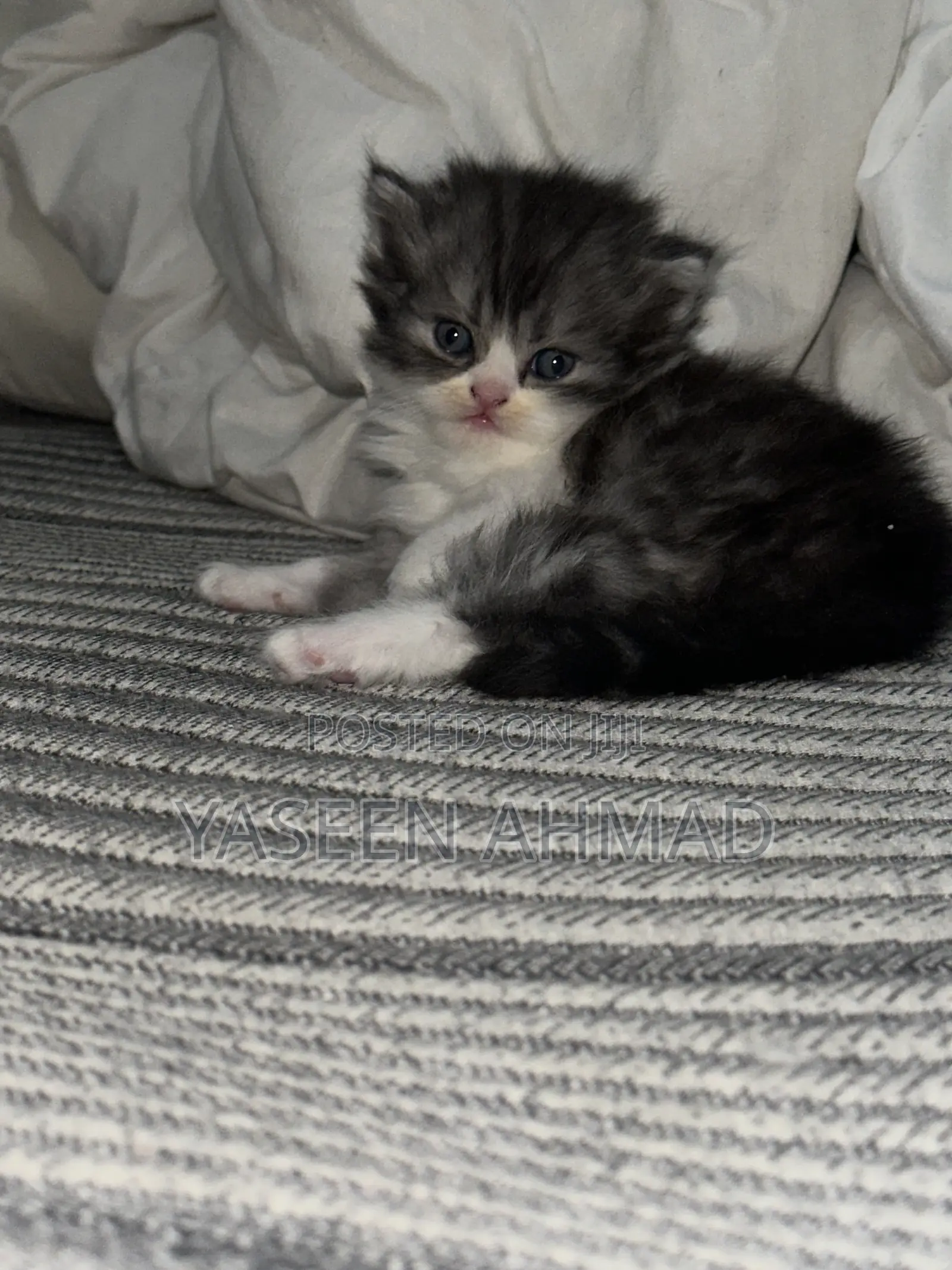 1-3 months Male Purebred Persian