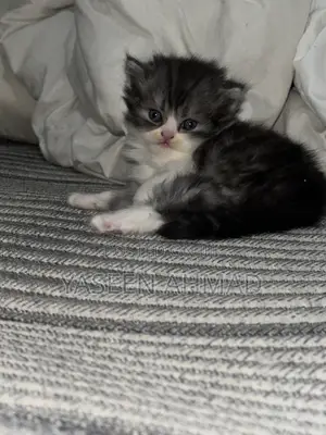 1-3 months Male Purebred Persian