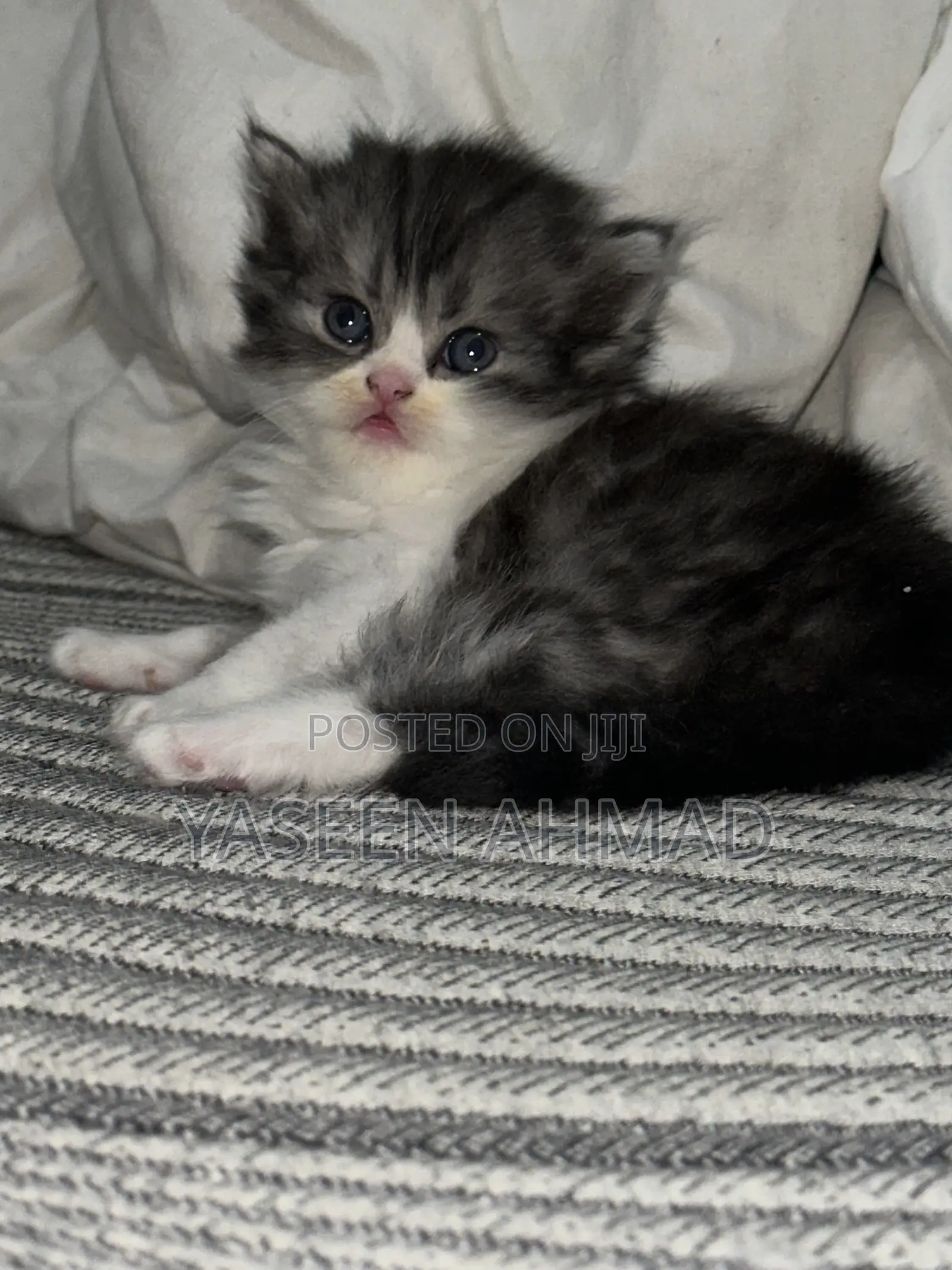 1-3 months Male Purebred Persian