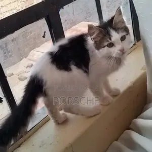 1-3 months Male Purebred Persian
