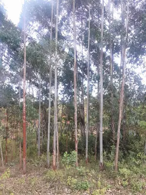 4 Acres Kalama