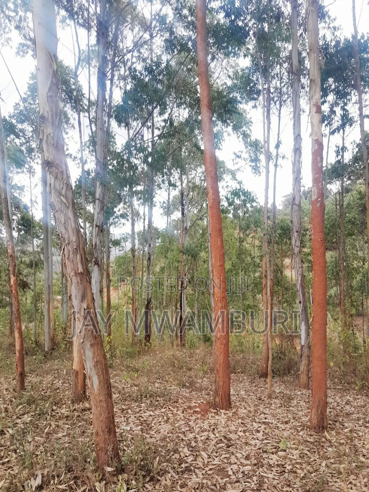 4 Acres Kalama