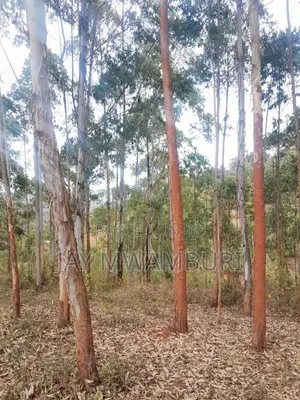 4 Acres Kalama