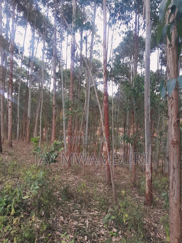 4 Acres Kalama - thumbnail 5