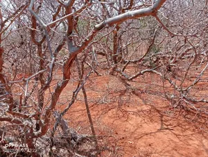 100-Acres Prime Land in Kalambani C Kitui South on Distress Sale