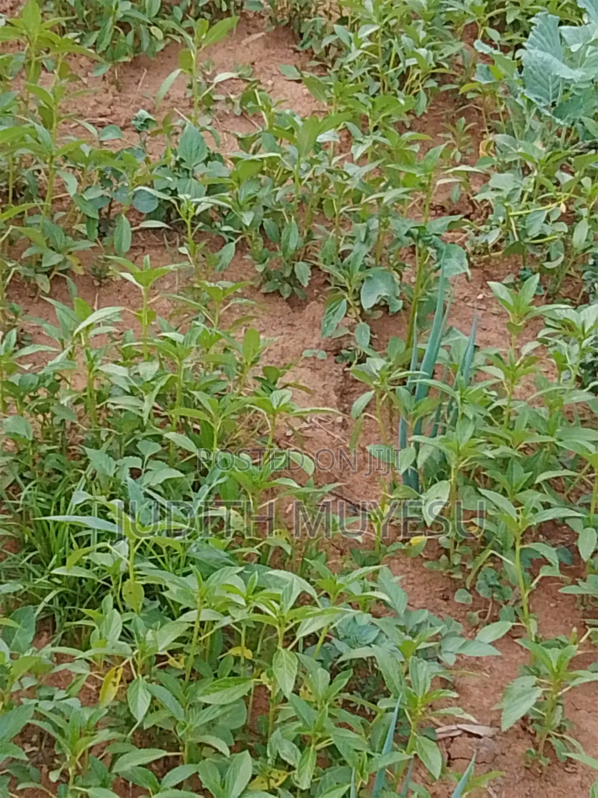 African Leafy Vegetables