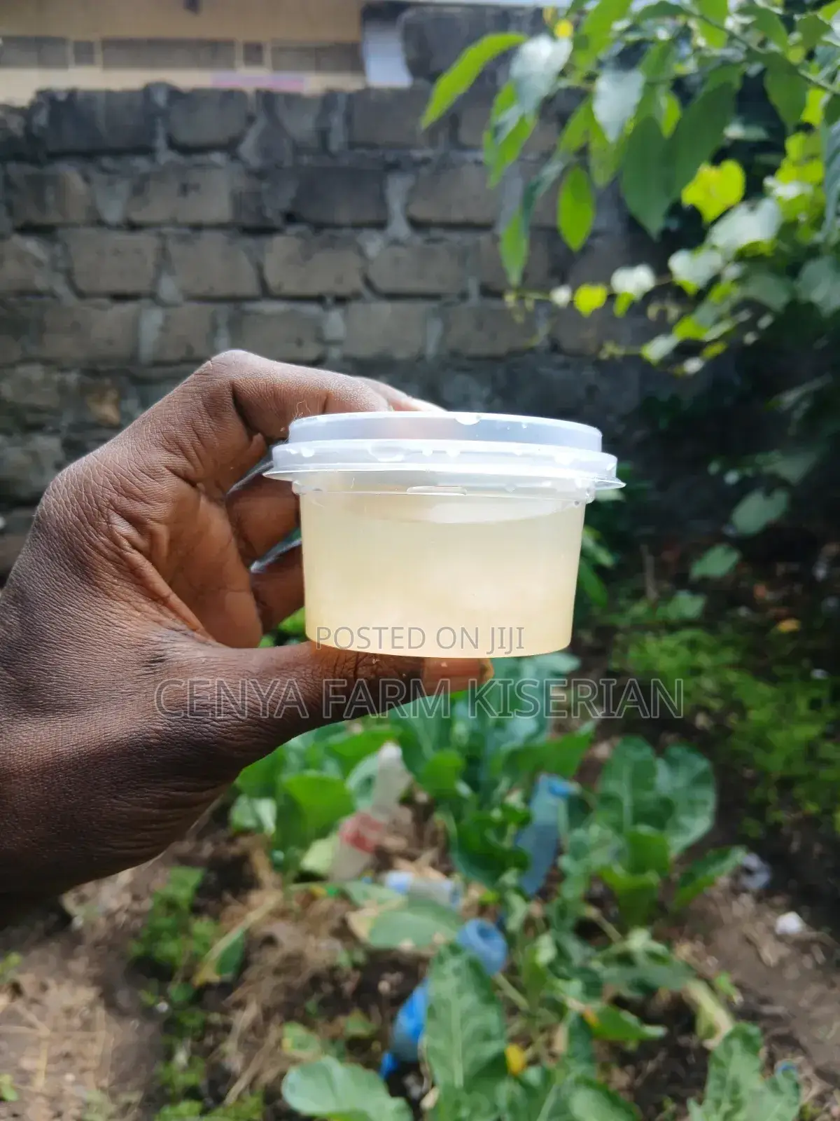 Water Kefir Grains – Homemade Probiotic Soda Starter
