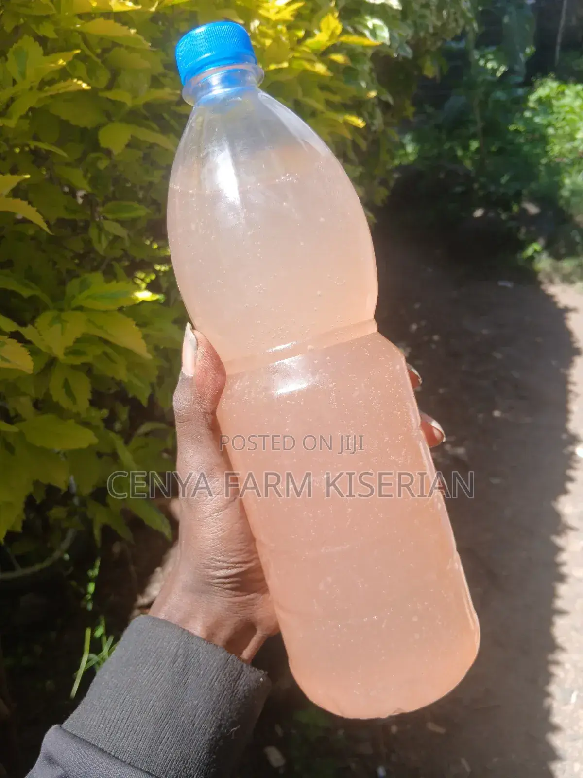 Water Kefir Grains – Homemade Probiotic Soda Starter