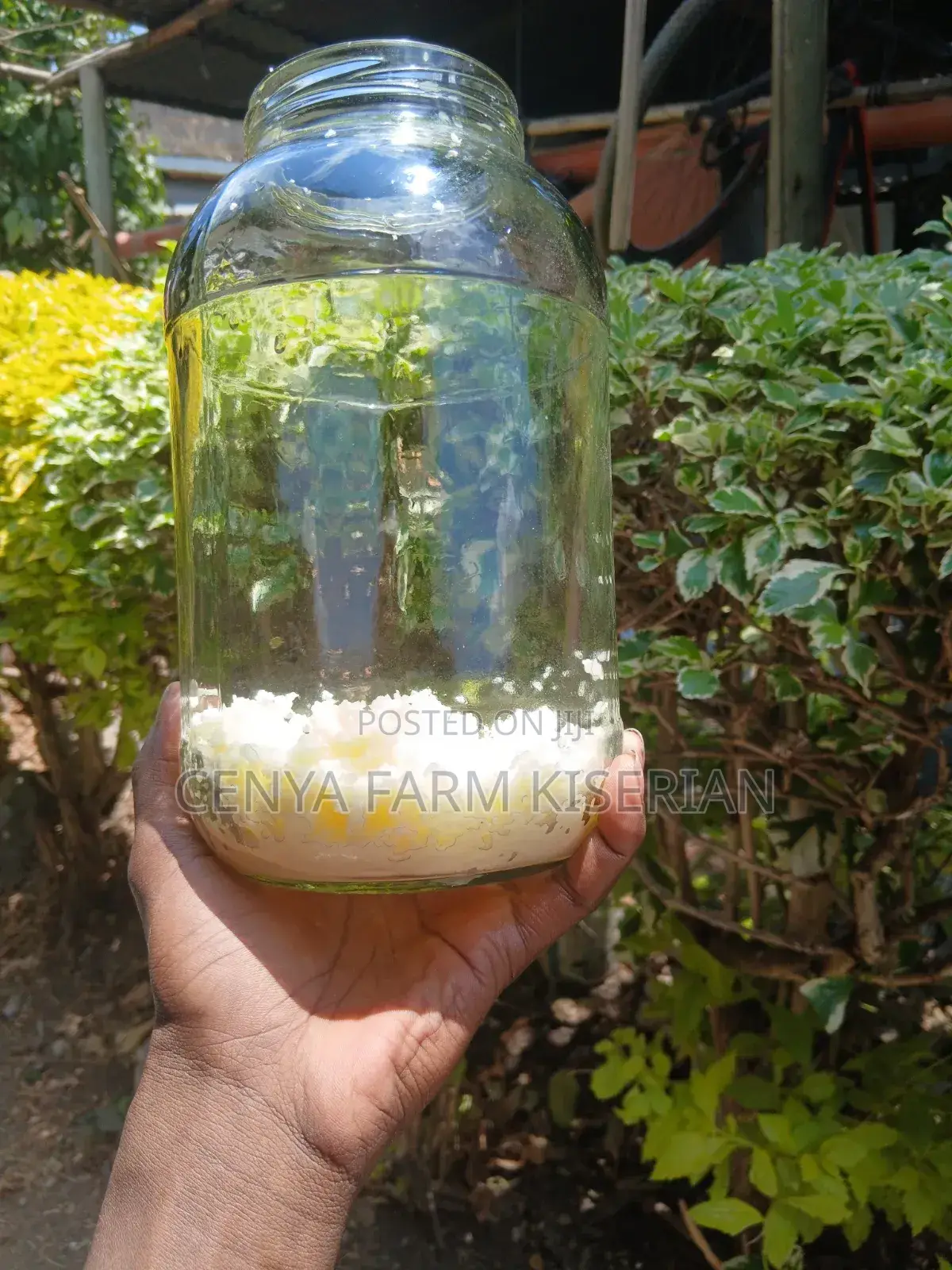 Kefir Milk Grains - Makes Probiotic Yoghurt