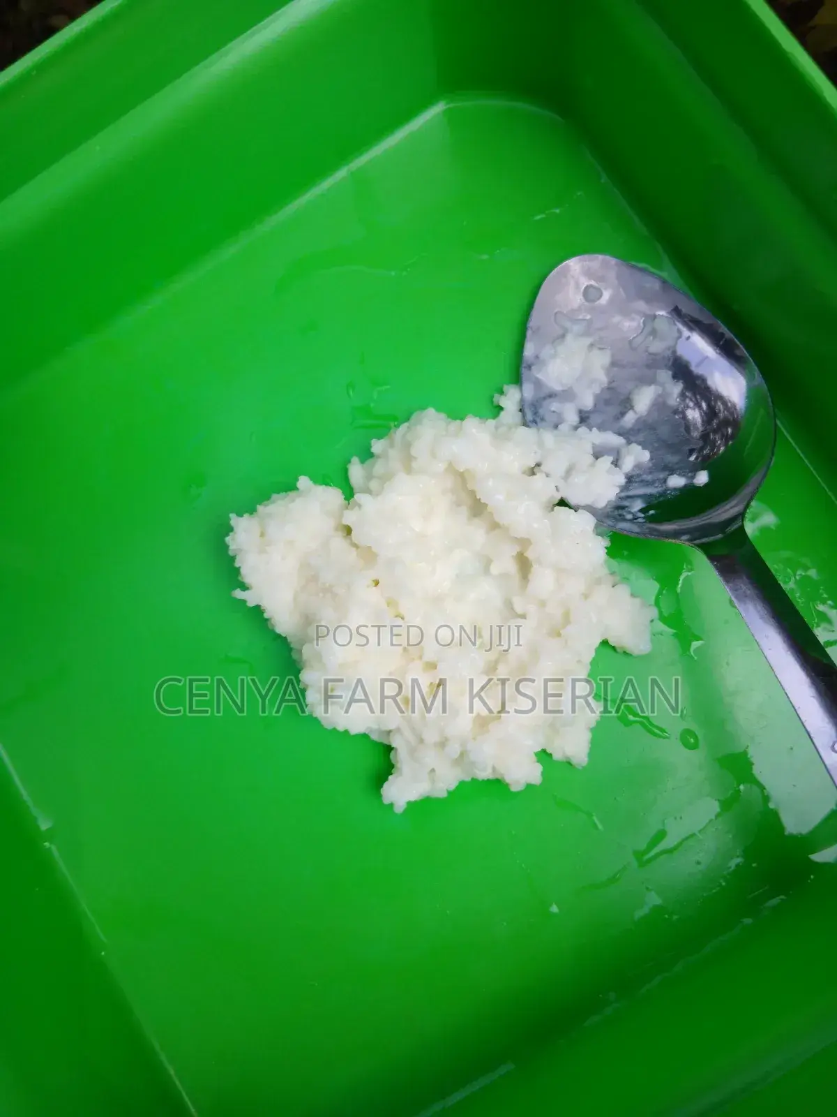Kefir Milk Grains - Makes Probiotic Yoghurt