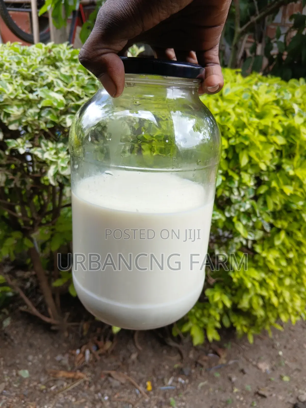 Kefir Milk Grains - Makes Probiotic Yoghurt