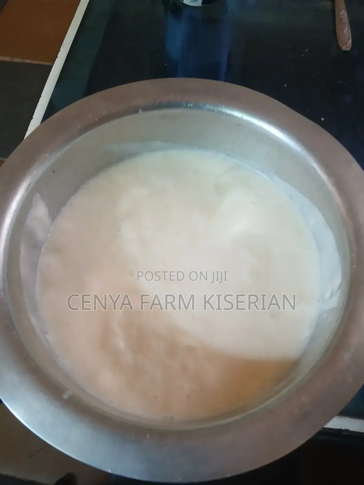 Kefir Milk Grains - Makes Probiotic Yoghurt