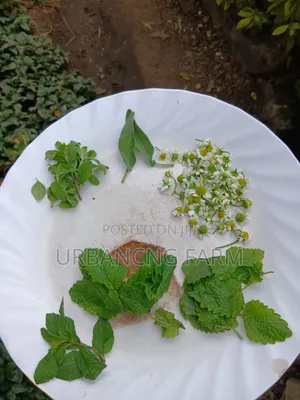 Herbs Seedlings Available - Mints, Chamomile, Sage, Lemon Balm