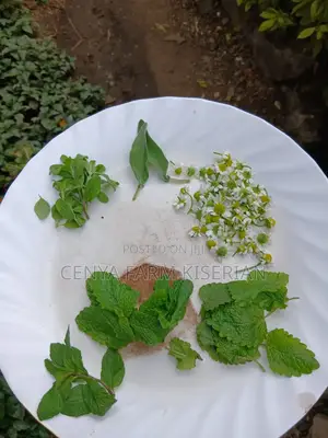 Herbs Seedlings Available - Mints, Chamomile, Sage, Lemon Balm