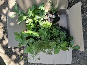 Herbs Seedlings Available - Mints, Chamomile, Sage, Lemon Balm