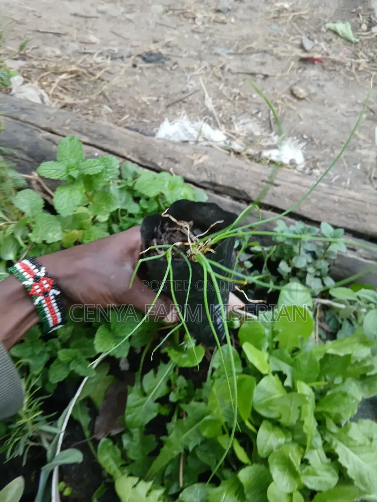 Herbs Seedlings Available - Mints, Chamomile, Sage, Lemon Balm