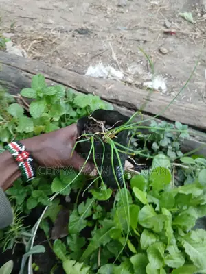 Herbs Seedlings Available - Mints, Chamomile, Sage, Lemon Balm